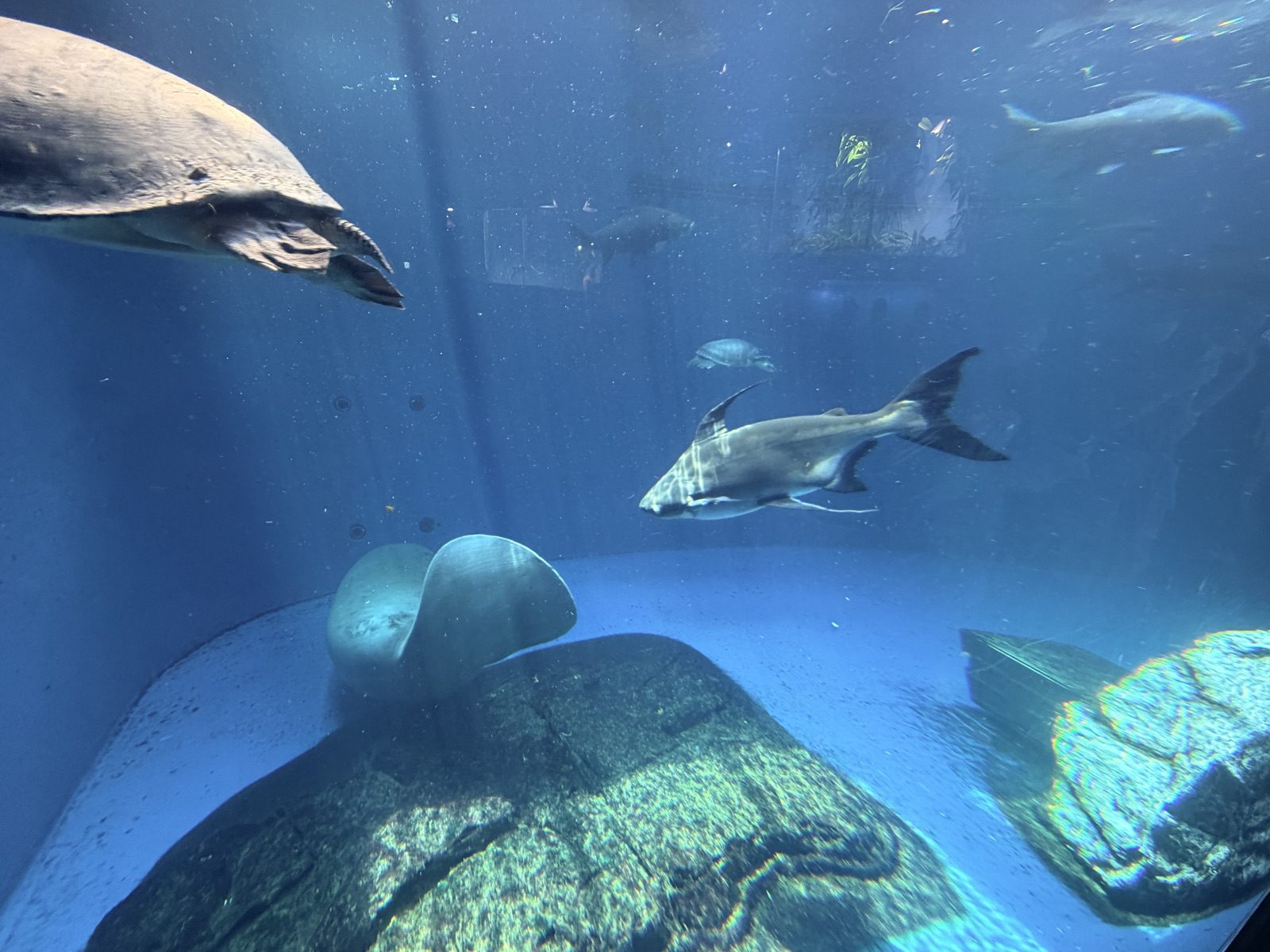 鳥羽水族館水槽中的海龜、魟魚與大型魚類