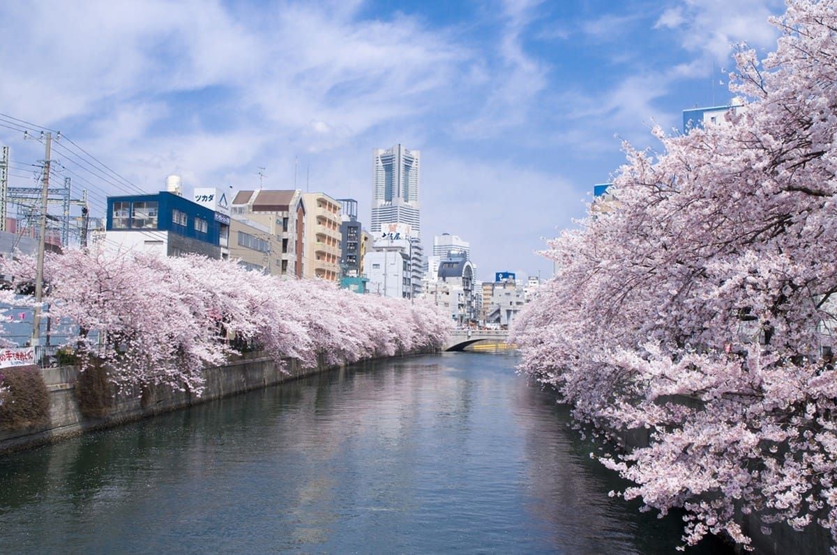 東京周邊櫻花名所與溫泉經典之旅