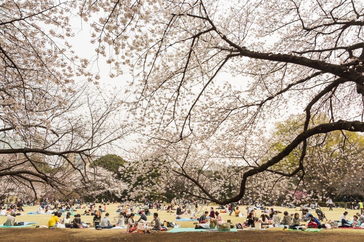 伊豆高原櫻花隧道