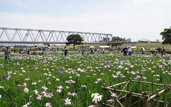 鎌倉繡球花與海岸一日遊行程亮點