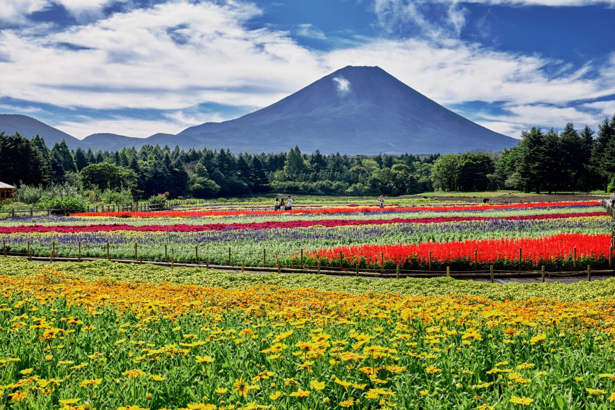 富士山彩虹花祭 夢幻彩虹花田 × 本栖湖渡假村