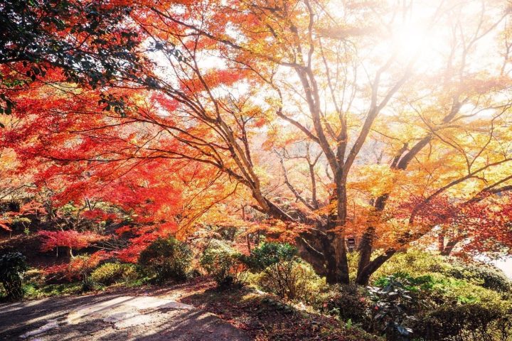 九州「北九州賞楓」5日遊｜北九州賞楓