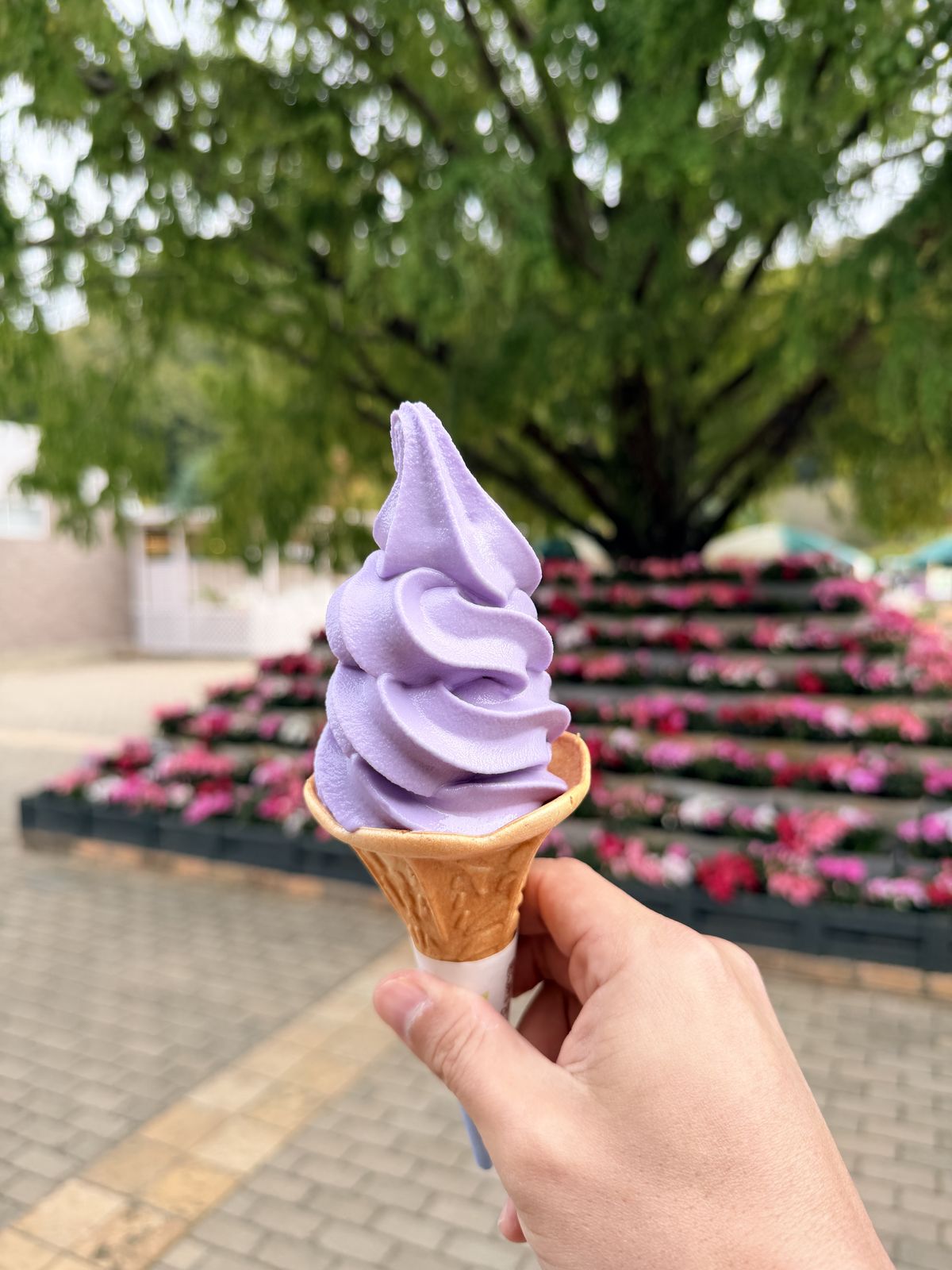 足利花卉公園紫色藤花口味霜淇淋