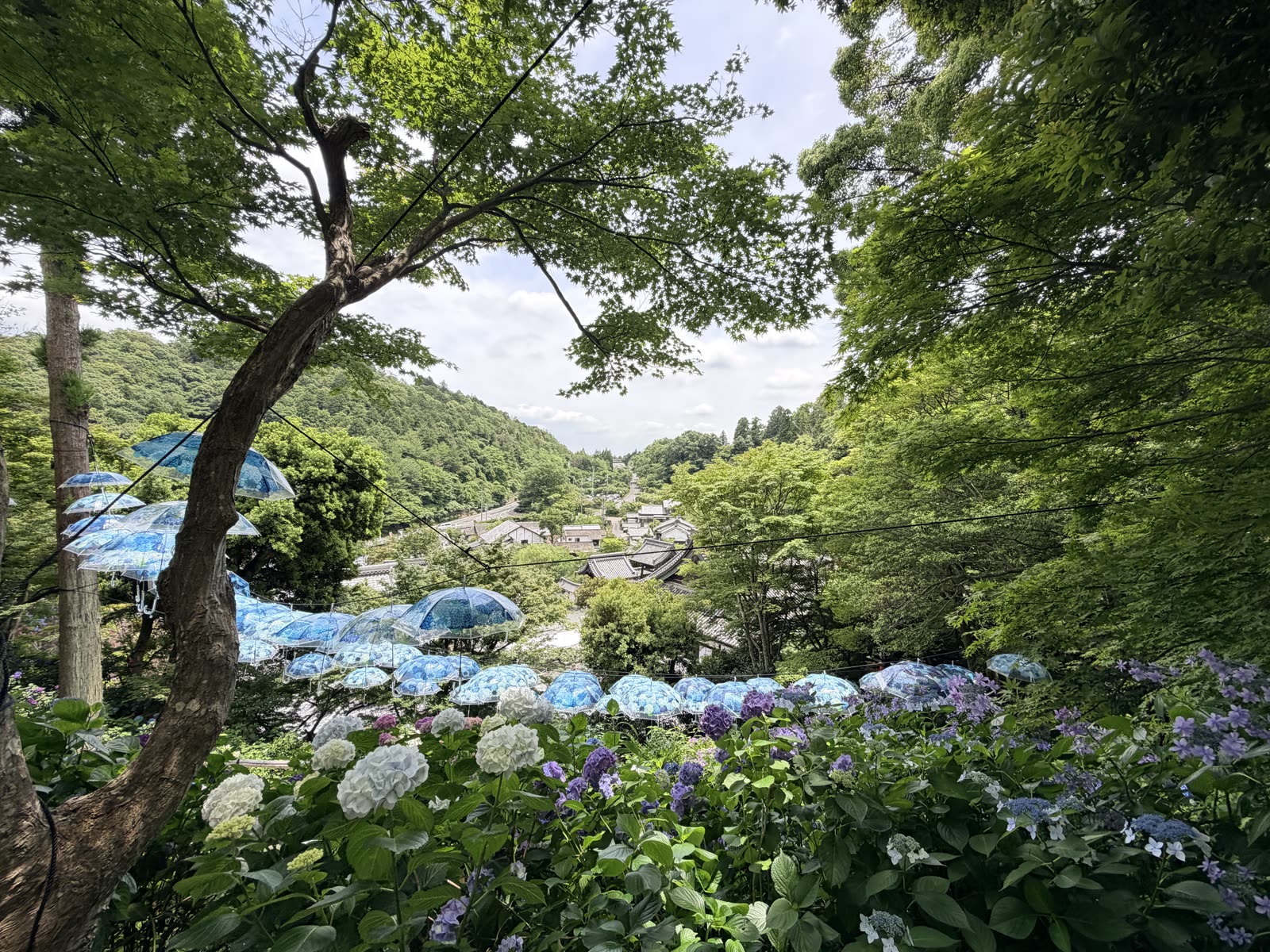 柳谷觀音楊谷寺境內大片藍色繡球花