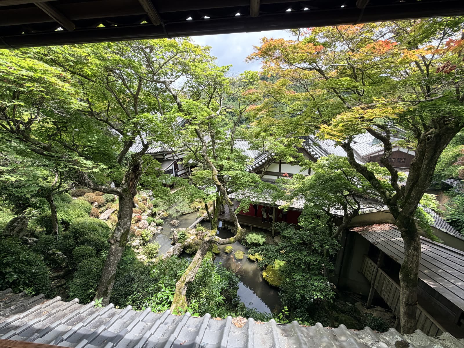 柳谷觀音楊谷寺浄土苑的新綠景色