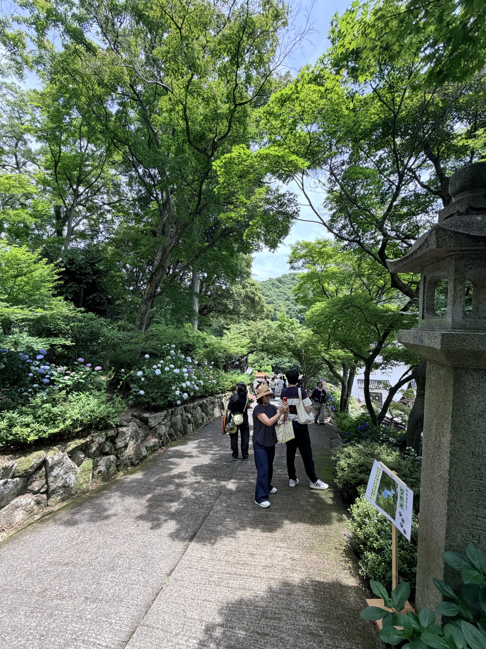 柳谷觀音楊谷寺繡球花季庭園步道
