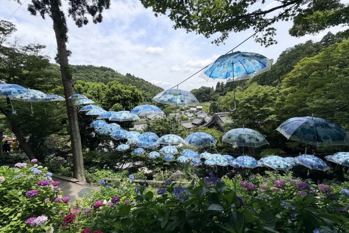 柳谷觀音楊谷寺攻略｜花手水、繡球花、交通與參拜重點