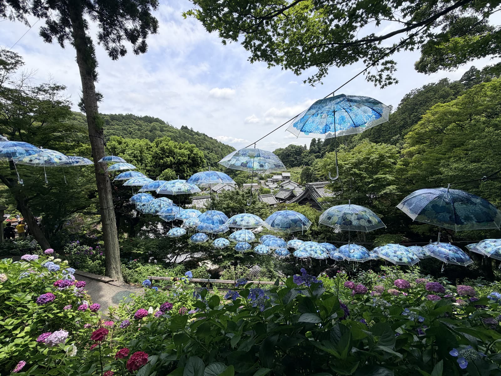 柳谷觀音楊谷寺六月盛開的繡球花庭園