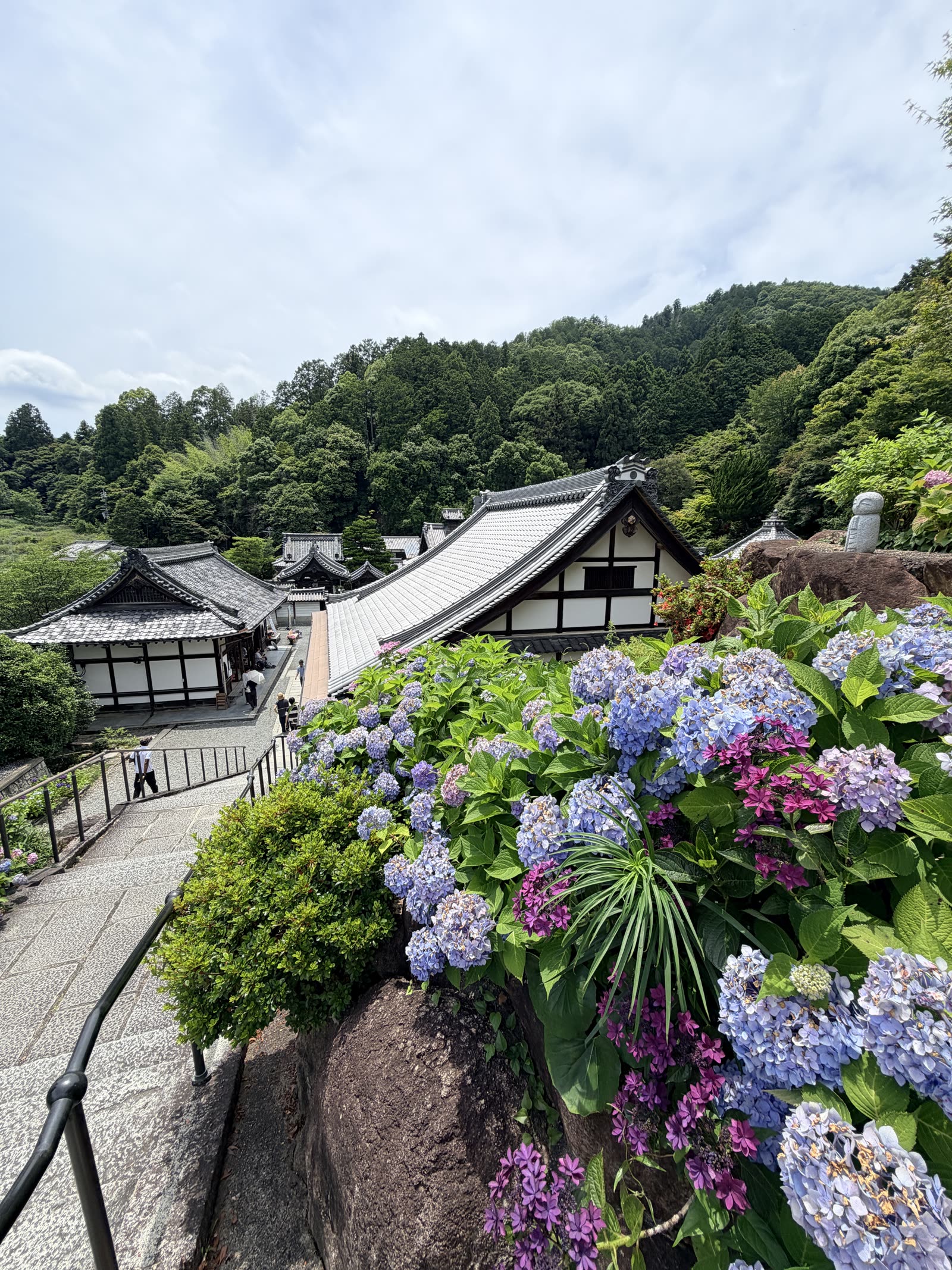 柳谷觀音楊谷寺沿階梯盛開的繡球花