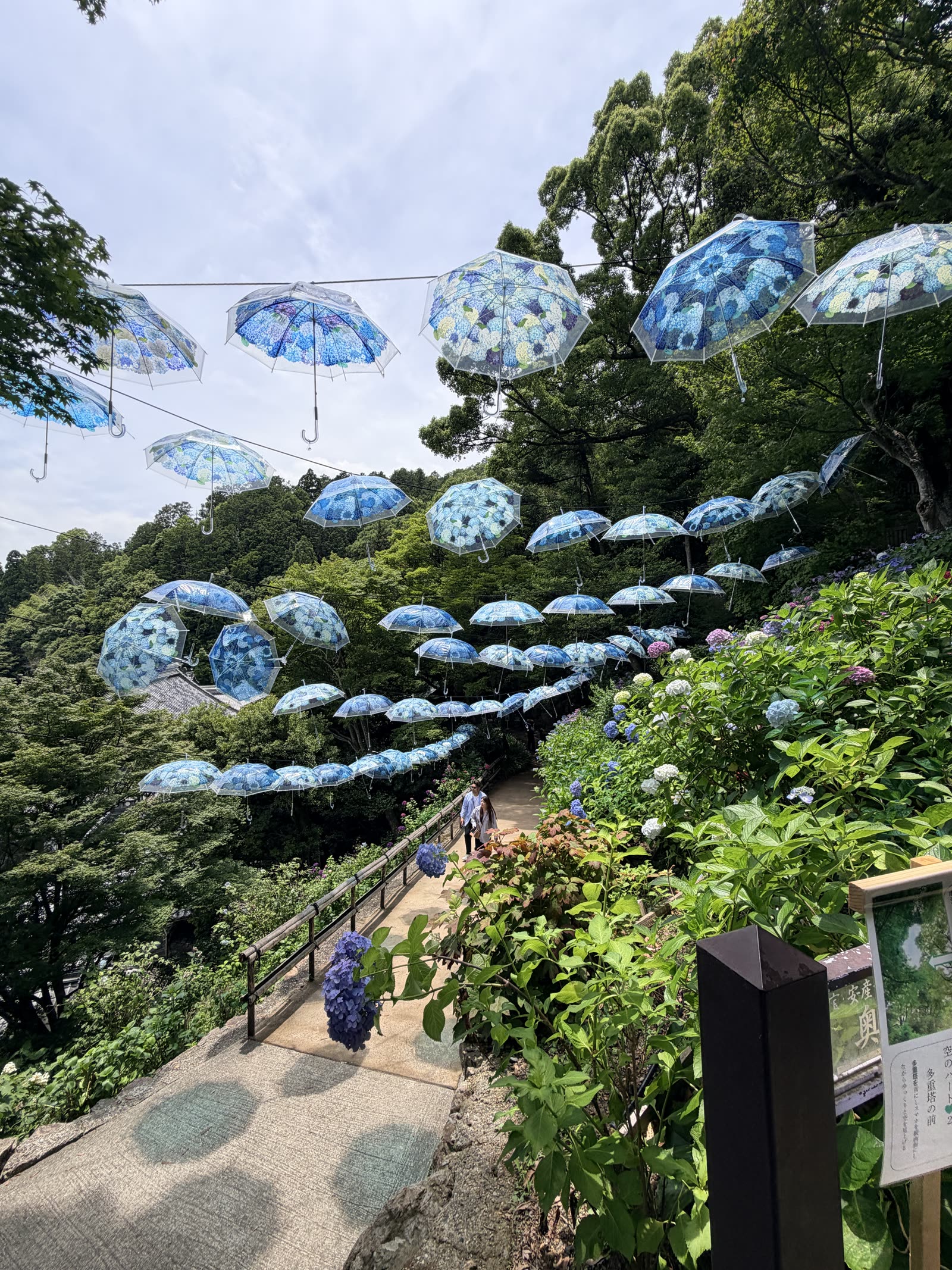 柳谷觀音楊谷寺繡球花與藍色和傘造景