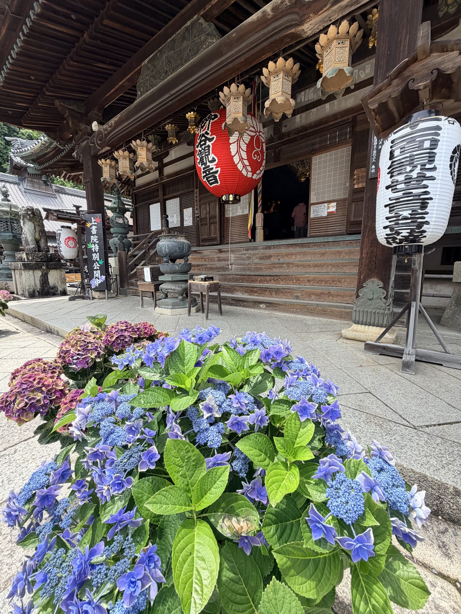 柳谷觀音楊谷寺本堂前的繡球花景色