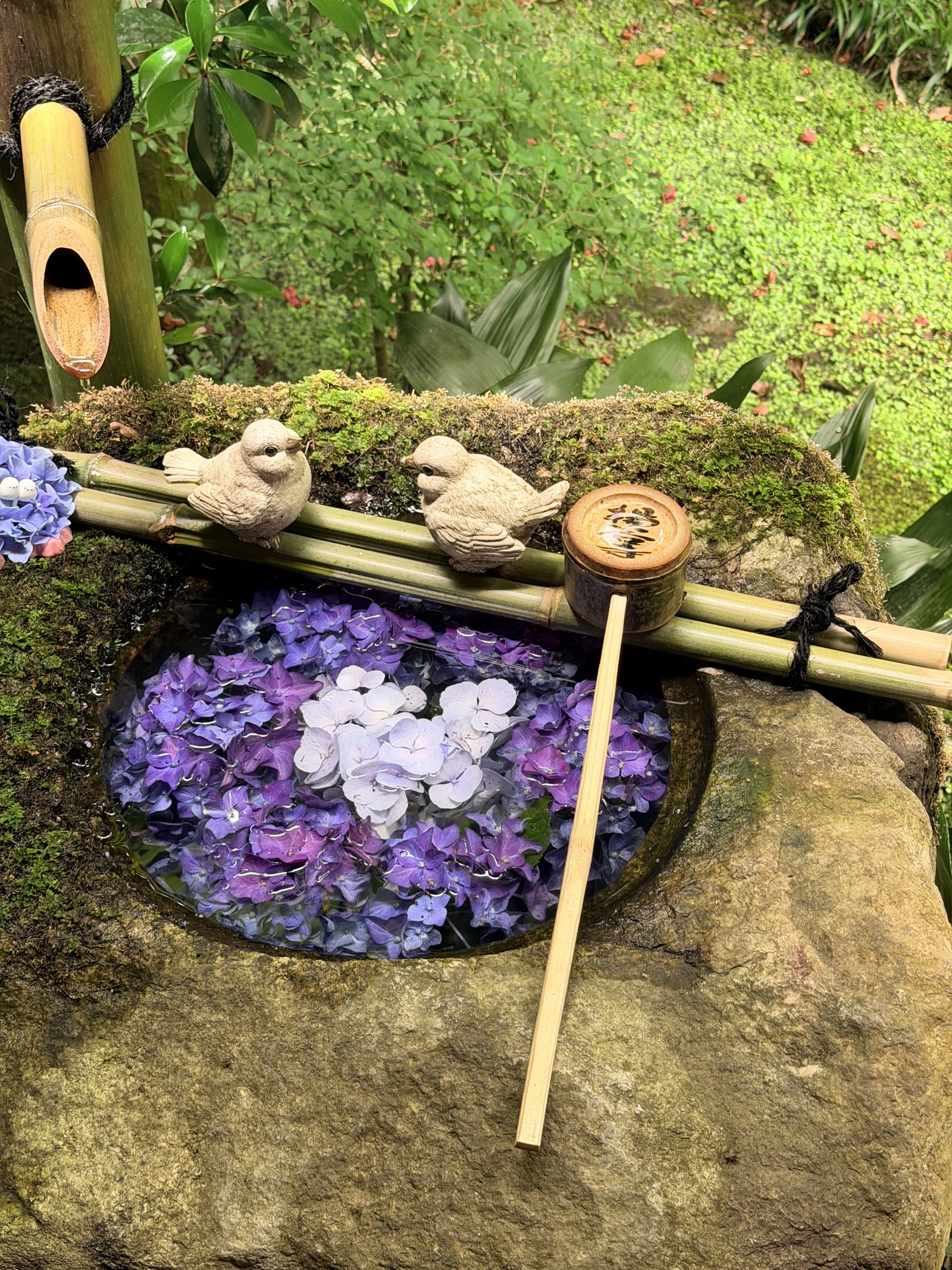 柳谷觀音楊谷寺庭園中的紫色繡球花手水