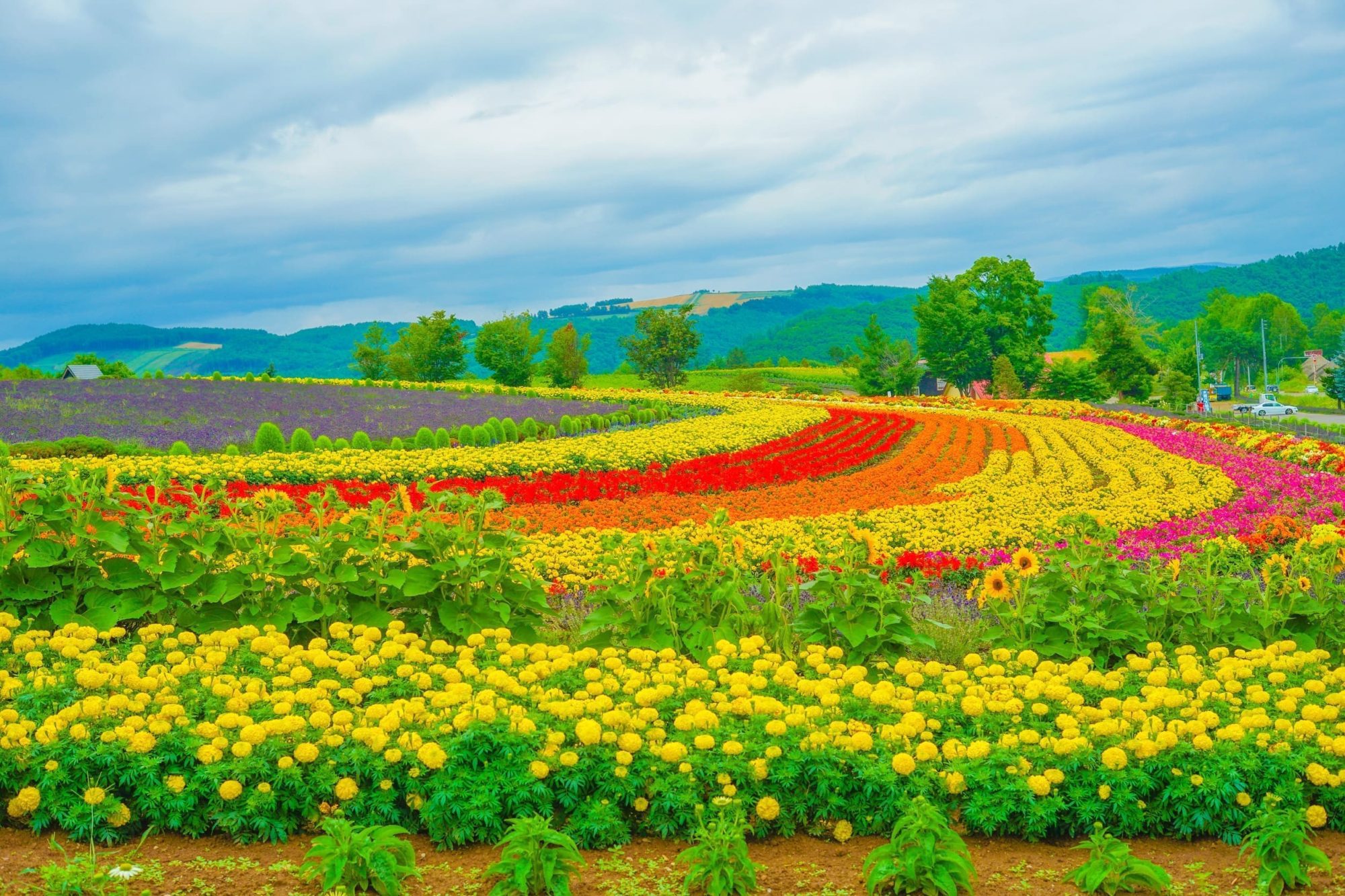 北海道夏季彩色花田與丘陵景觀