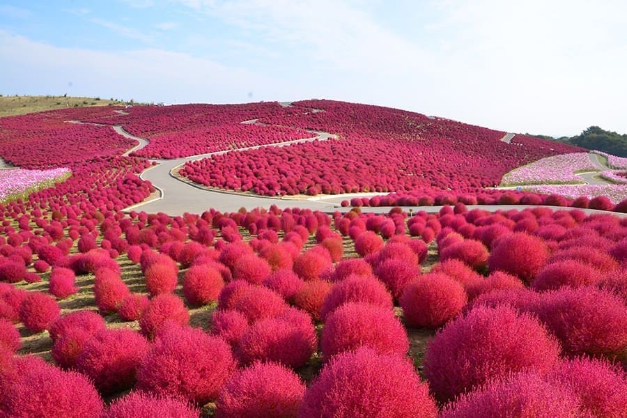 國營常陸海濱公園四季花期整理