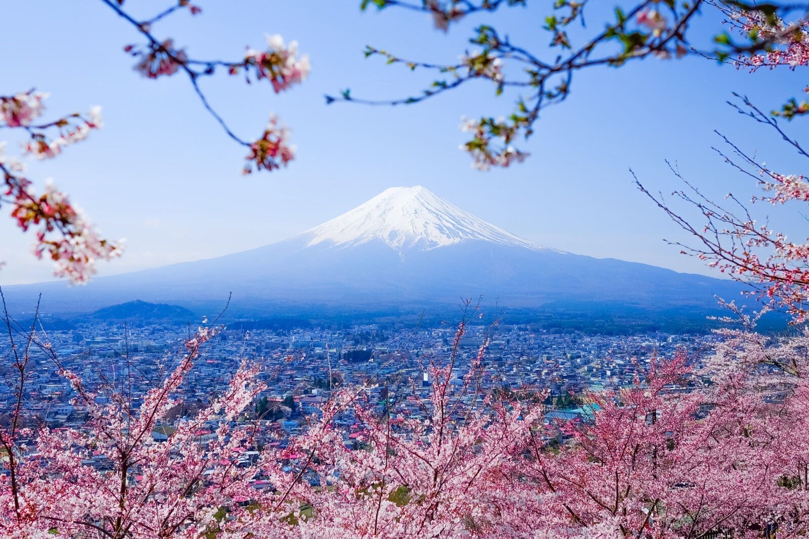 2026日本櫻花季開花日期|滿開時間+賞櫻景點推薦