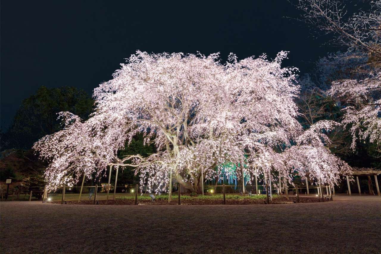 六義園枝垂櫻與大名庭園夜間點燈