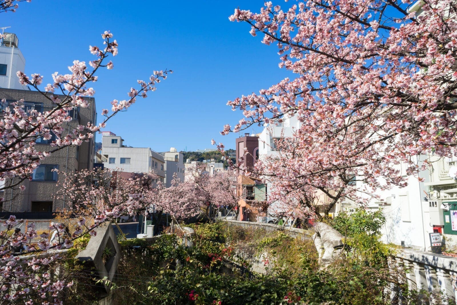 熱海糸川櫻花節｜日本最早櫻花觀賞地 ( 1月上旬綻放 )