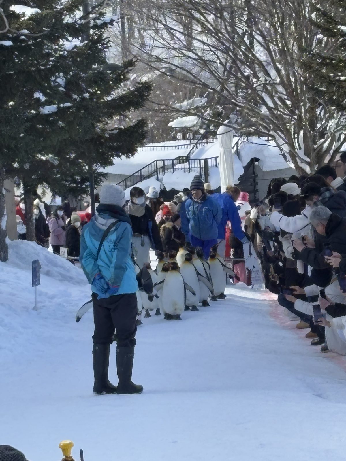 旭山動物園企鵝散步隊伍沿雪地路線前進