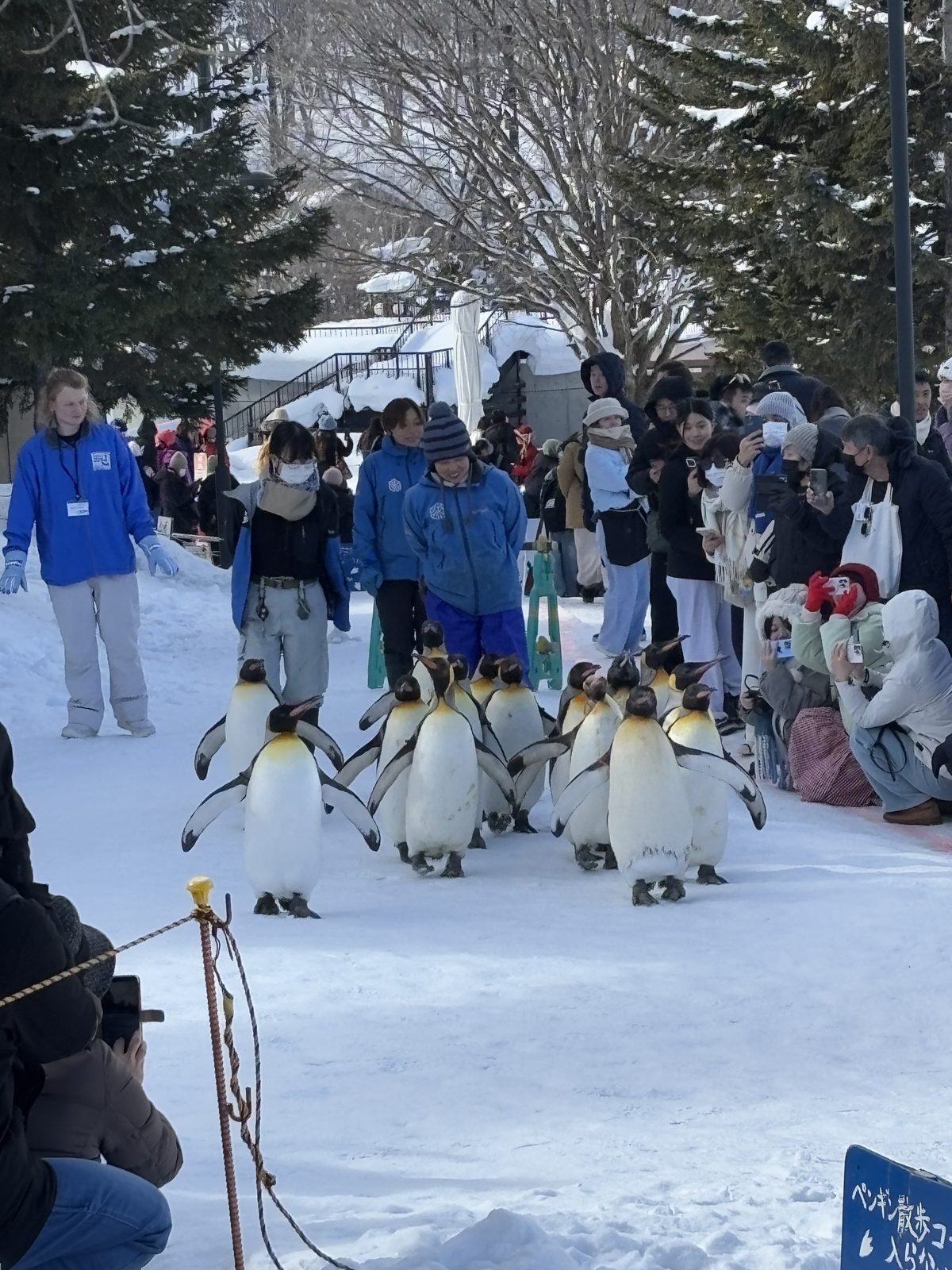 企鵝散步經過兩側觀賞遊客