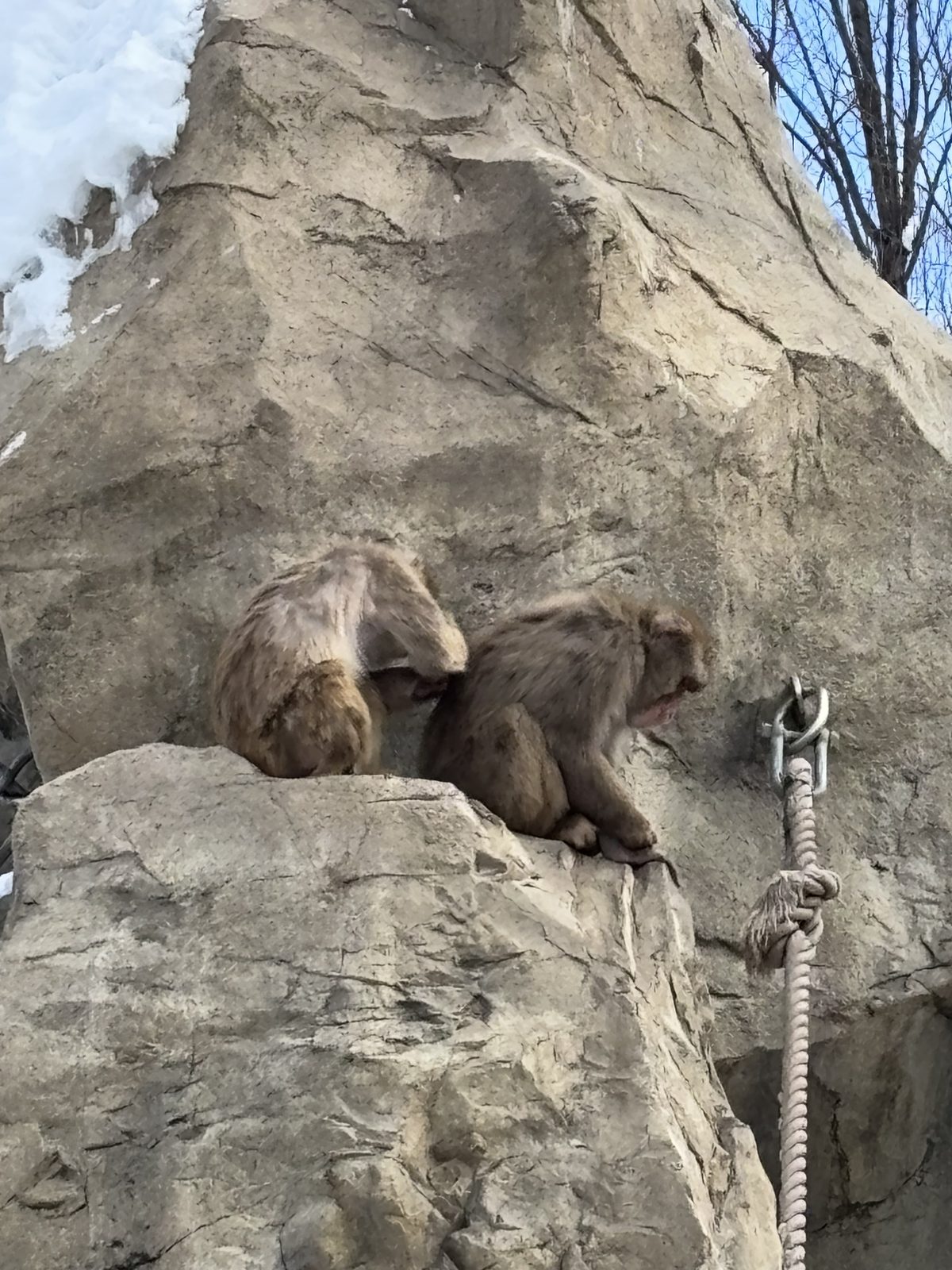 旭山動物園猿猴在岩石上休息