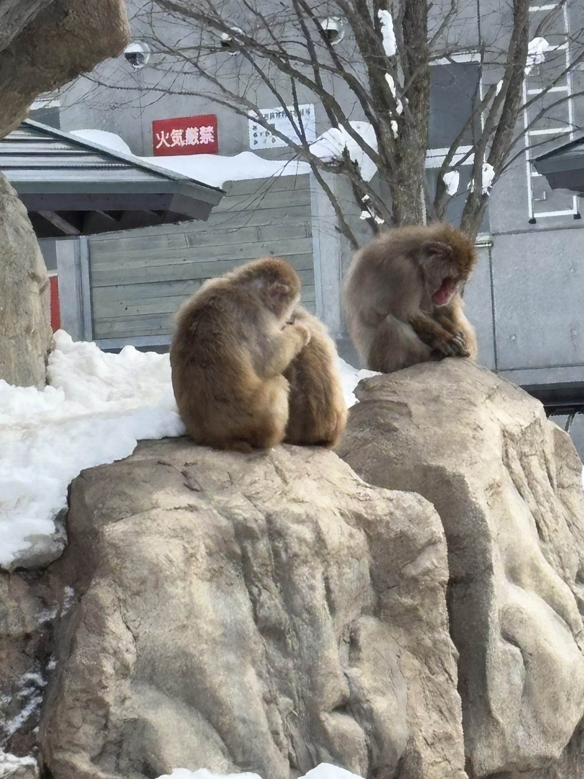 兩隻猿猴坐在雪地岩石上