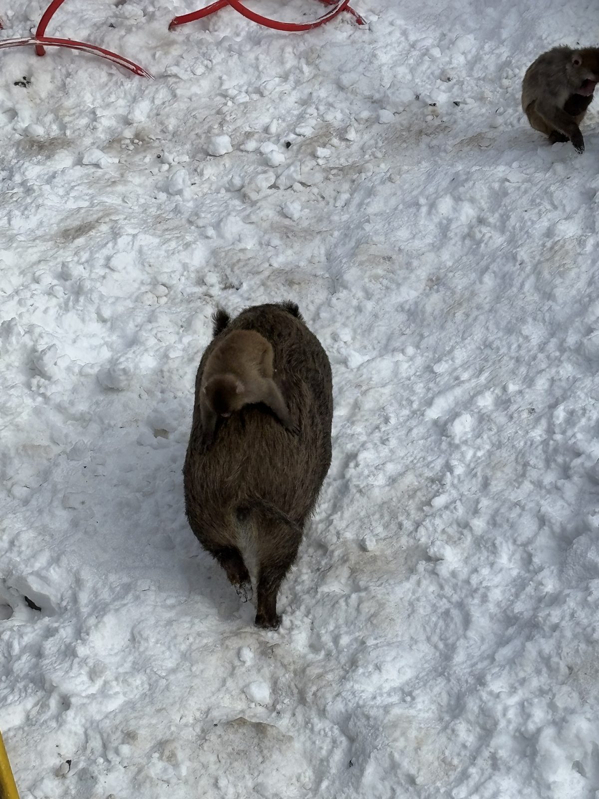 猿猴走過旭山動物園雪地