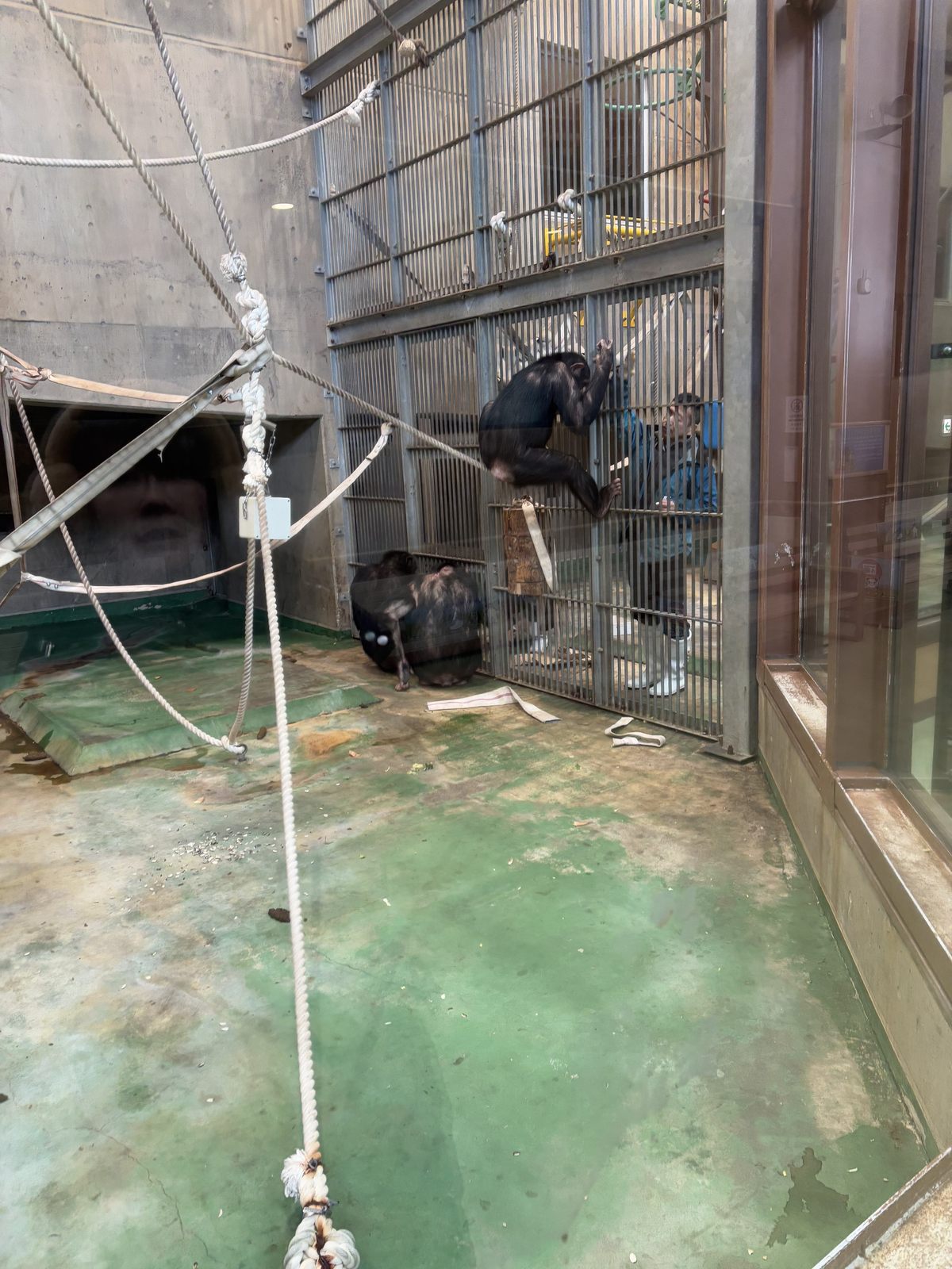 旭山動物園黑猩猩館的攀爬活動空間