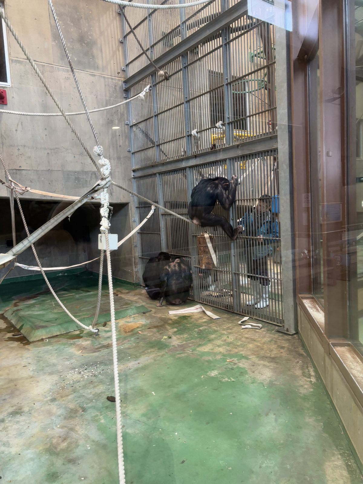 隔著玻璃觀察旭山動物園黑猩猩