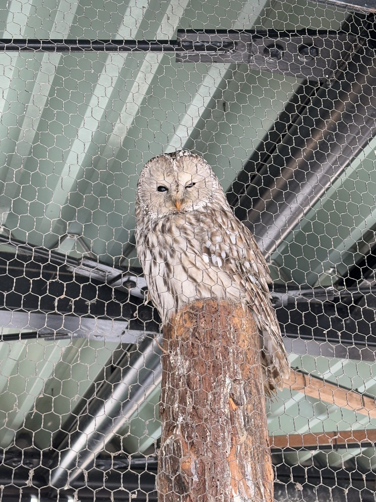 旭山動物園北海道動物區的貓頭鷹