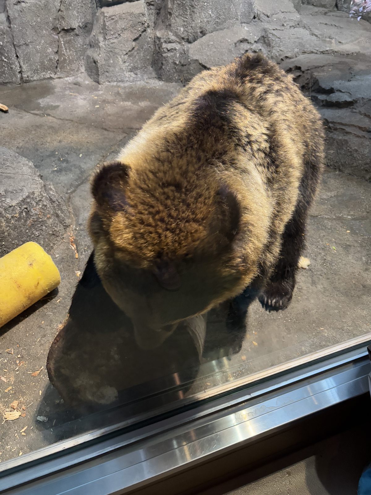 隔著玻璃近距離觀察旭山動物園棕熊