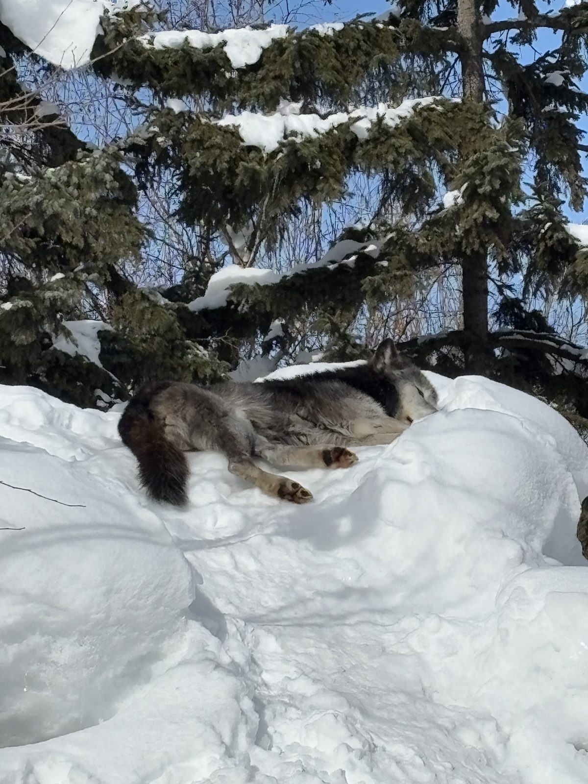 狼群在旭山動物園雪地休息