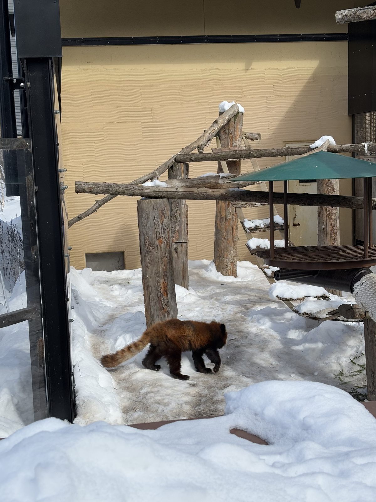 小熊貓在旭山動物園雪地行走