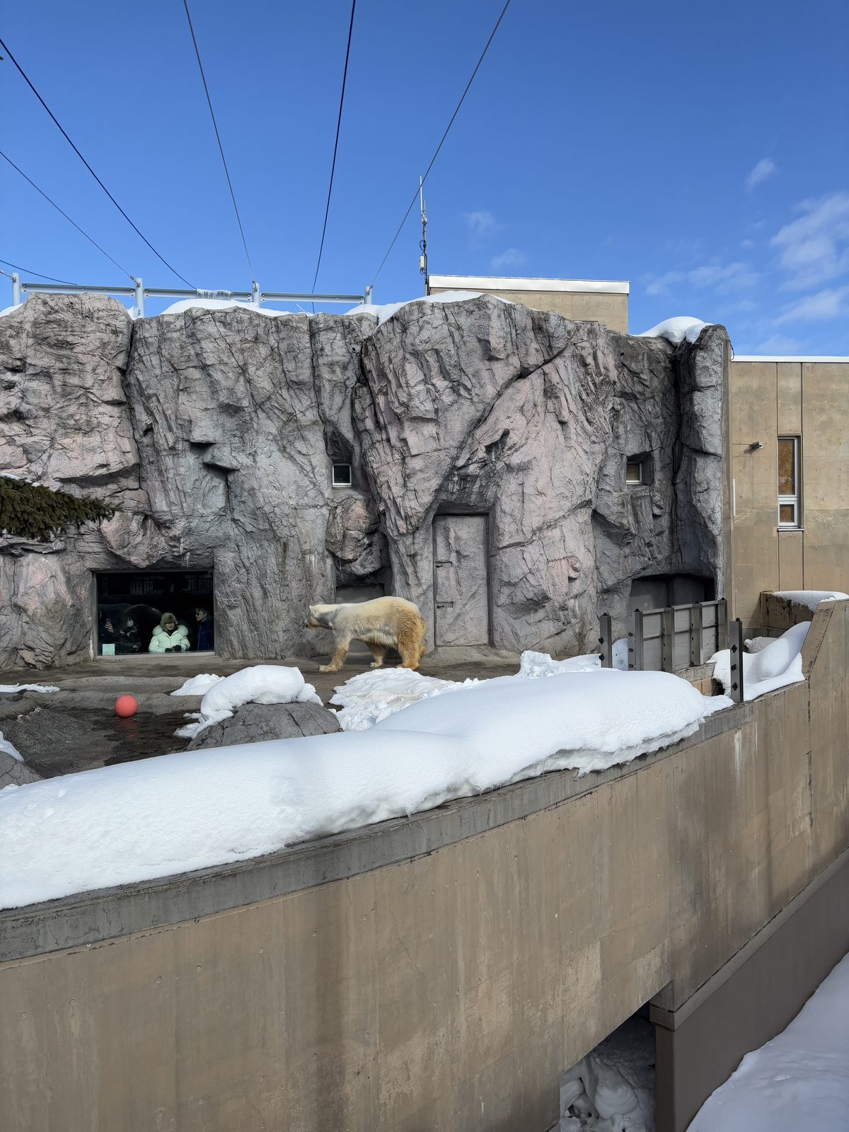 北極熊在旭山動物園雪地活動場