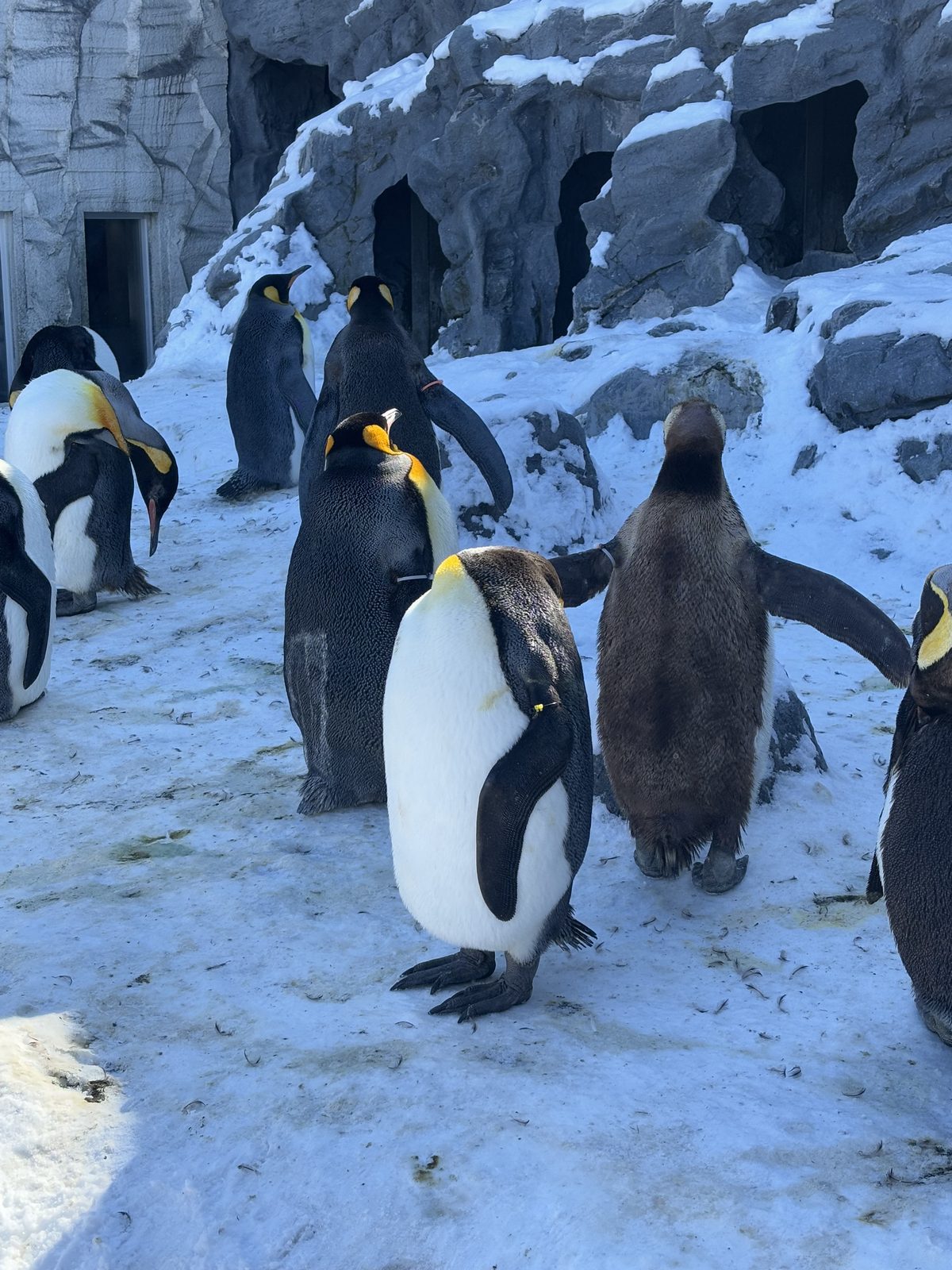 旭山動物園企鵝館戶外企鵝群