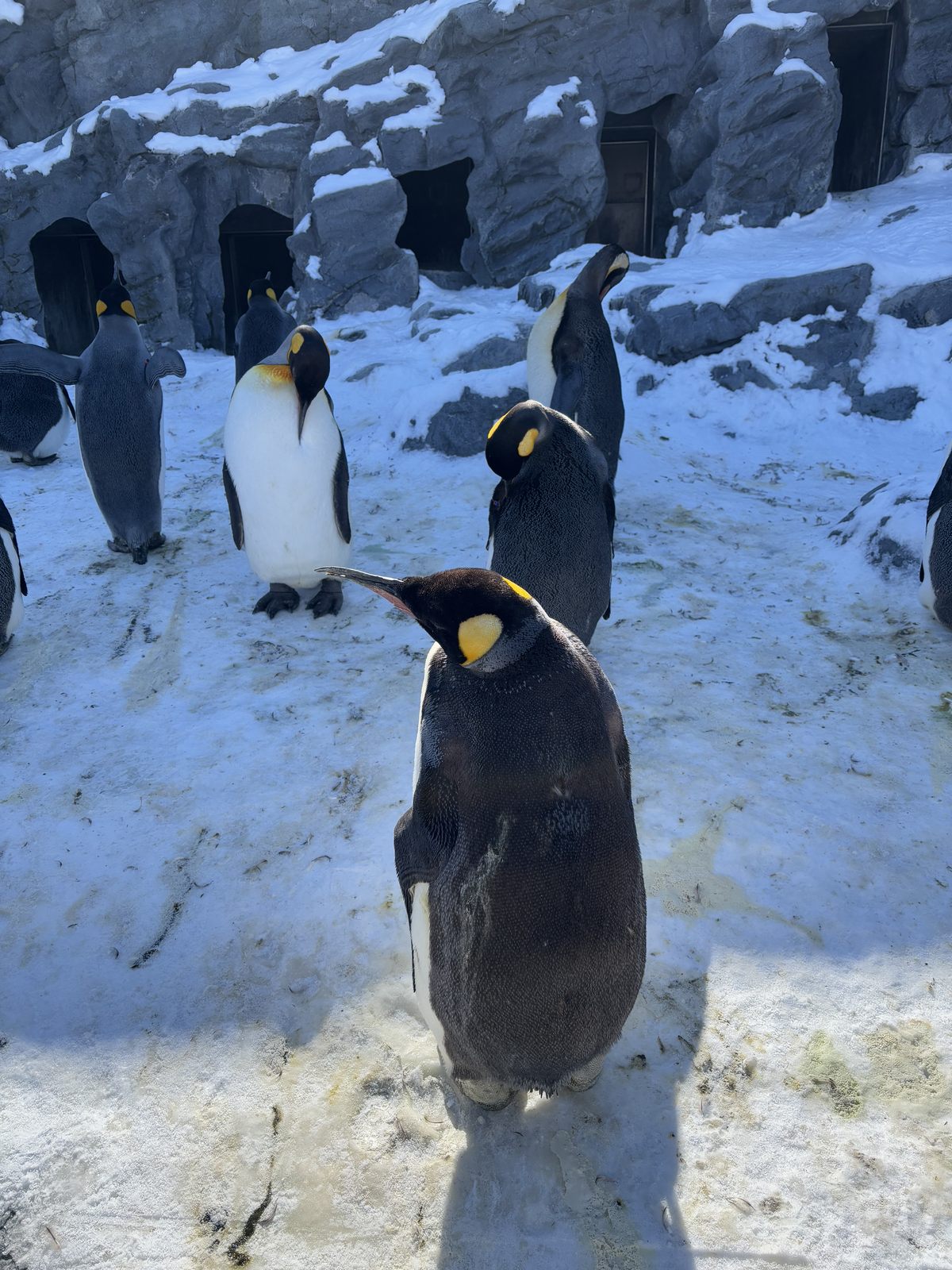 旭山動物園企鵝近距離站在雪地