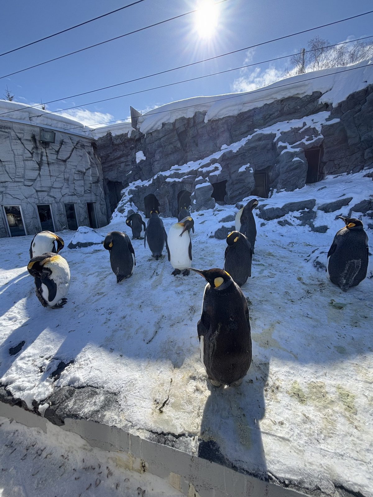 旭山動物園企鵝館雪地活動場