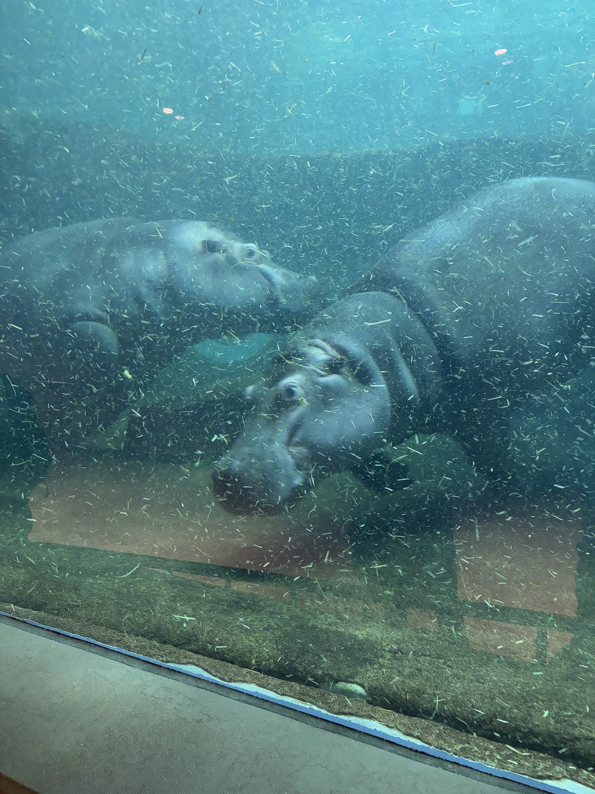 旭山動物園海豹館水中觀察窗