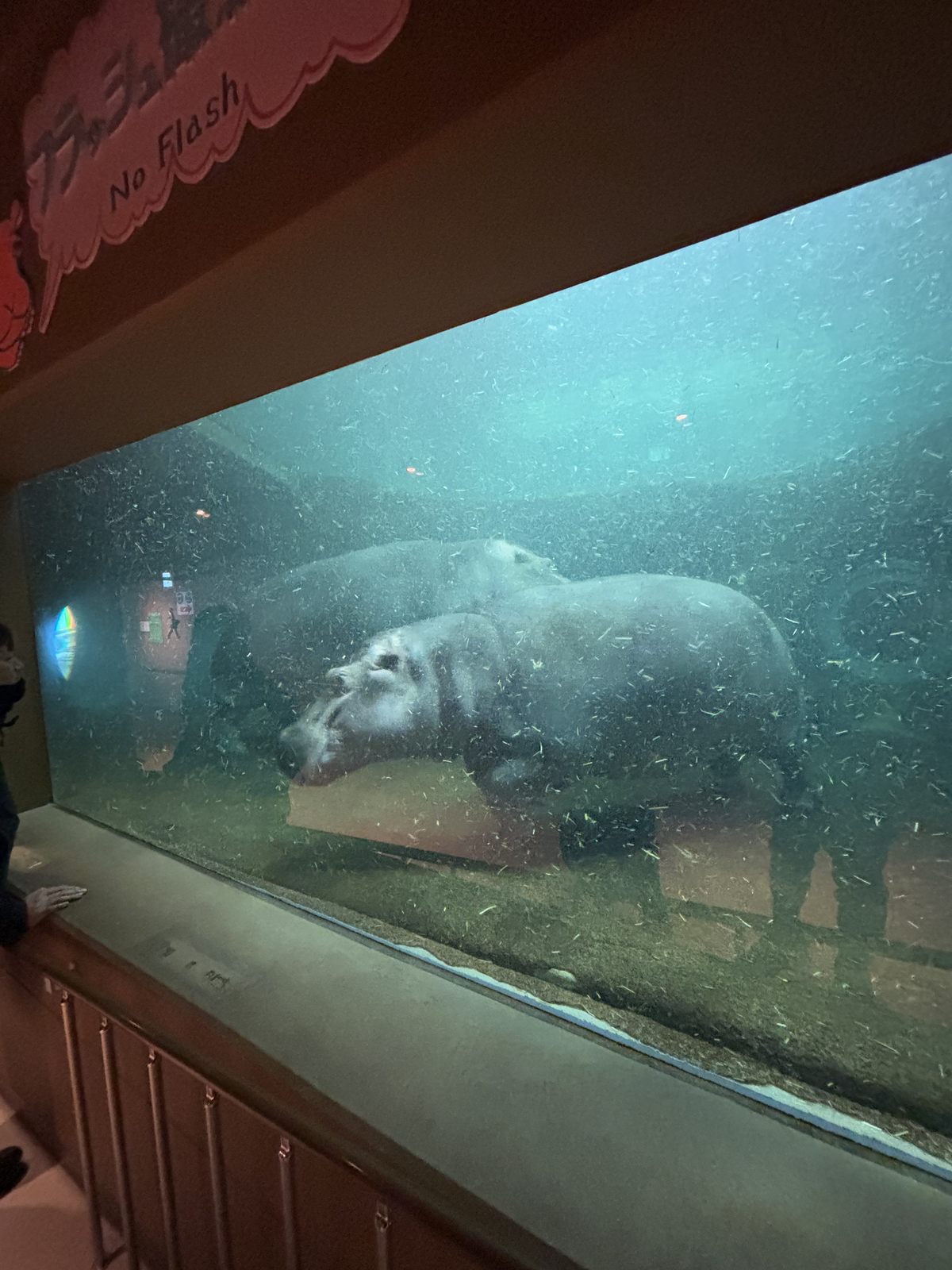 從水下玻璃觀察旭山動物園海豹