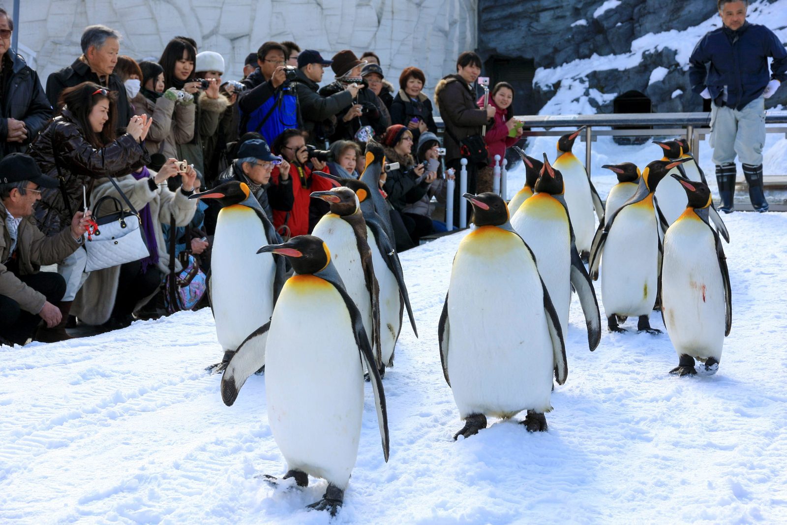 旭山動物園冬季企鵝散步