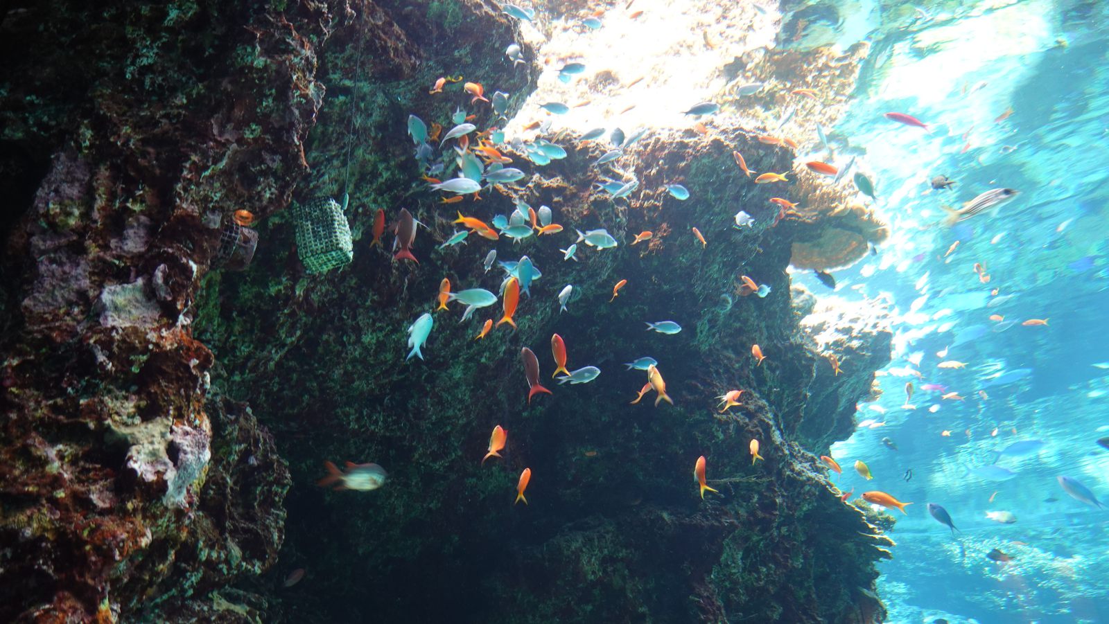 珊瑚礁水槽中的熱帶魚群