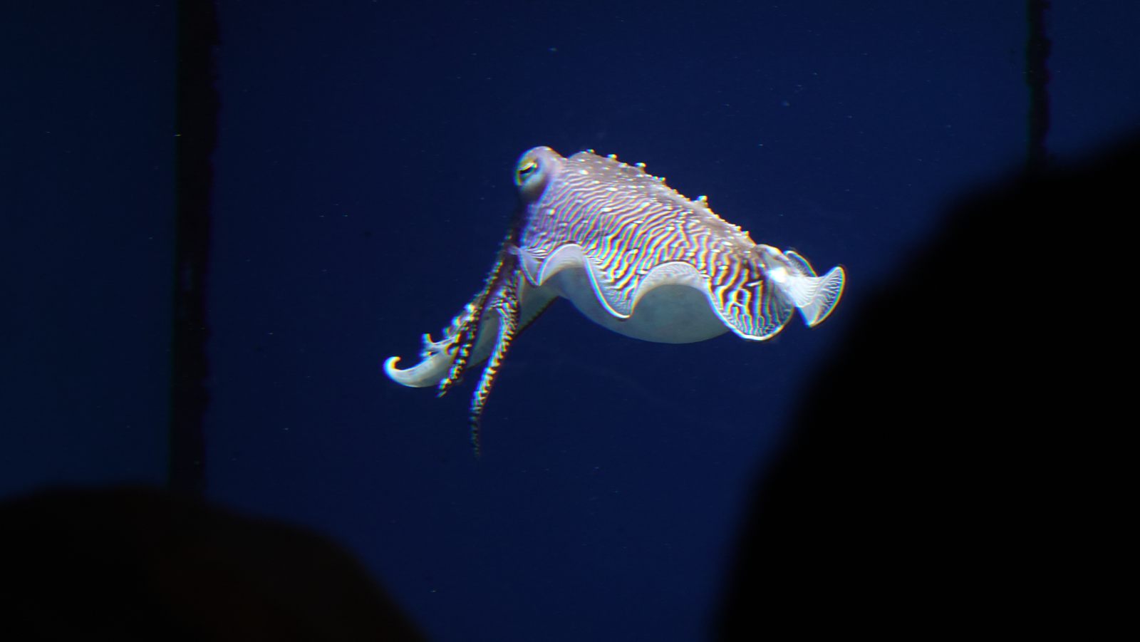 沖繩美麗海水族館展示的烏賊