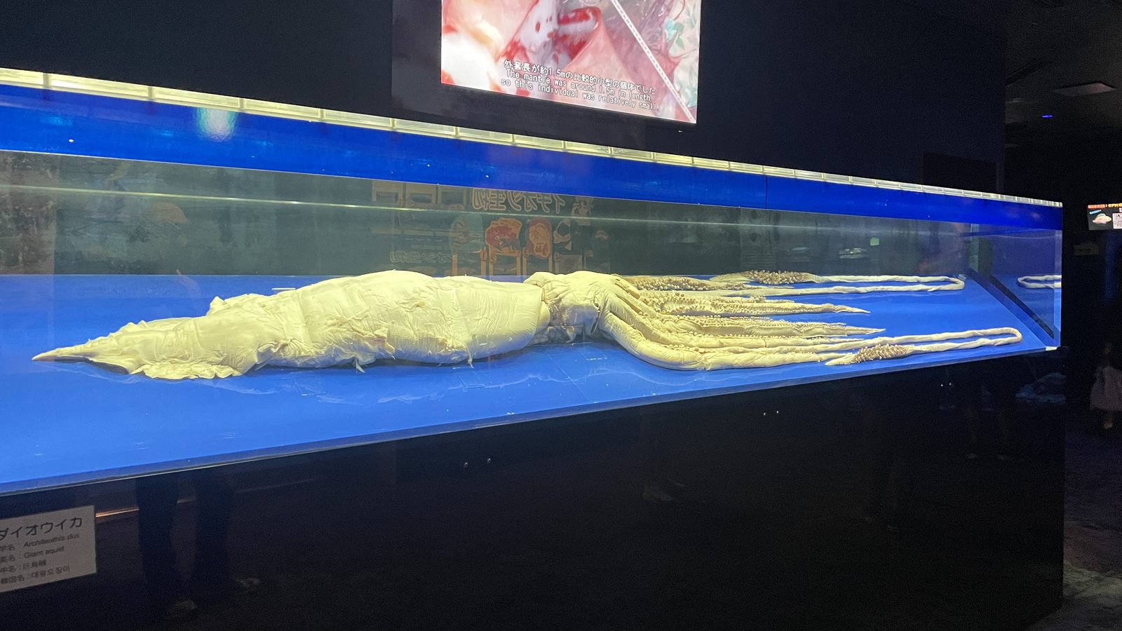 深海之旅展區的大王烏賊標本