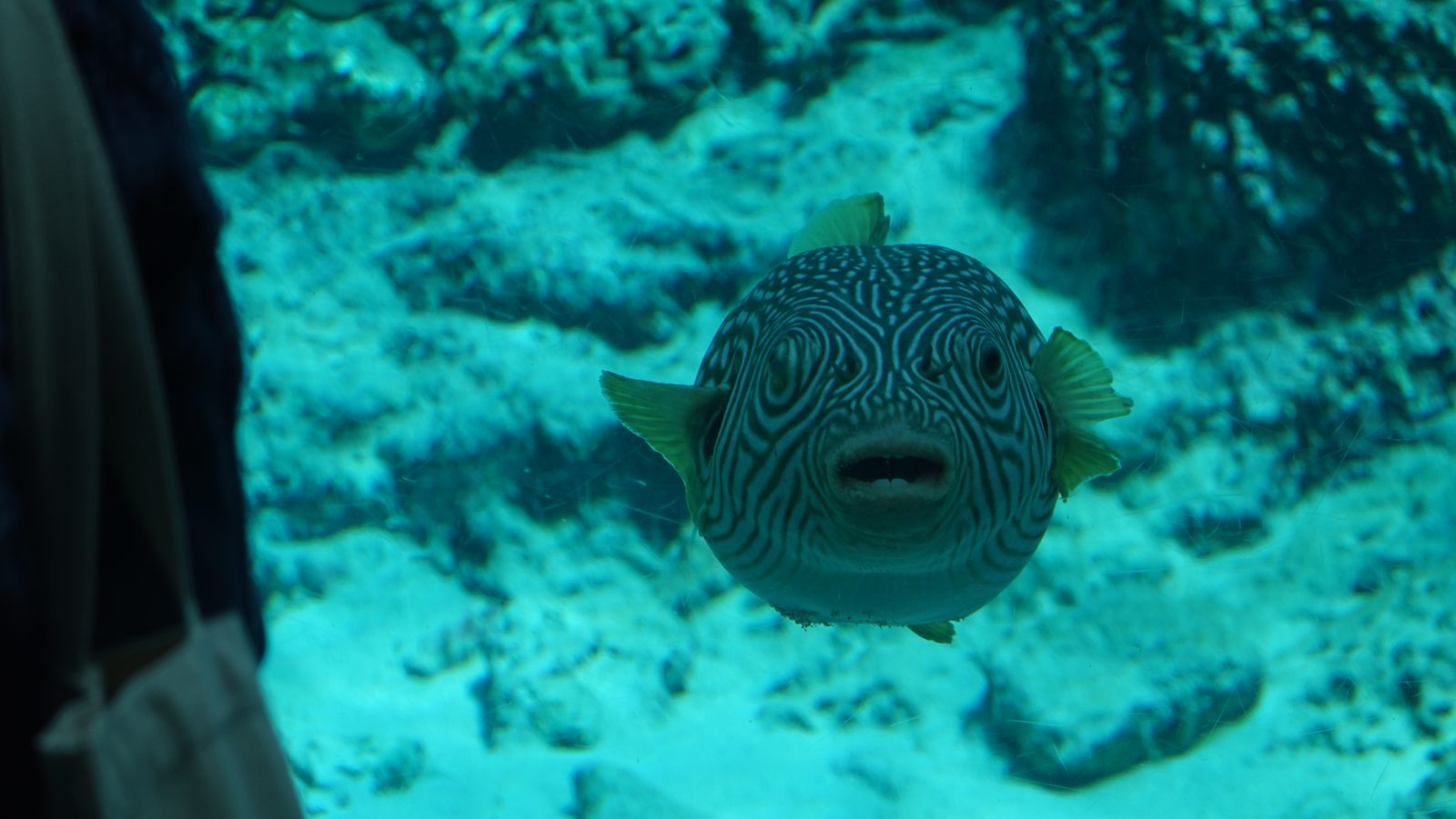 沖繩美麗海水族館水槽中的河豚