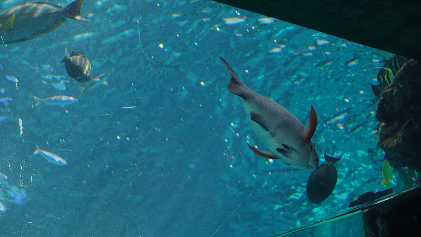 沖繩美麗海水族館魚群與鯊魚水槽