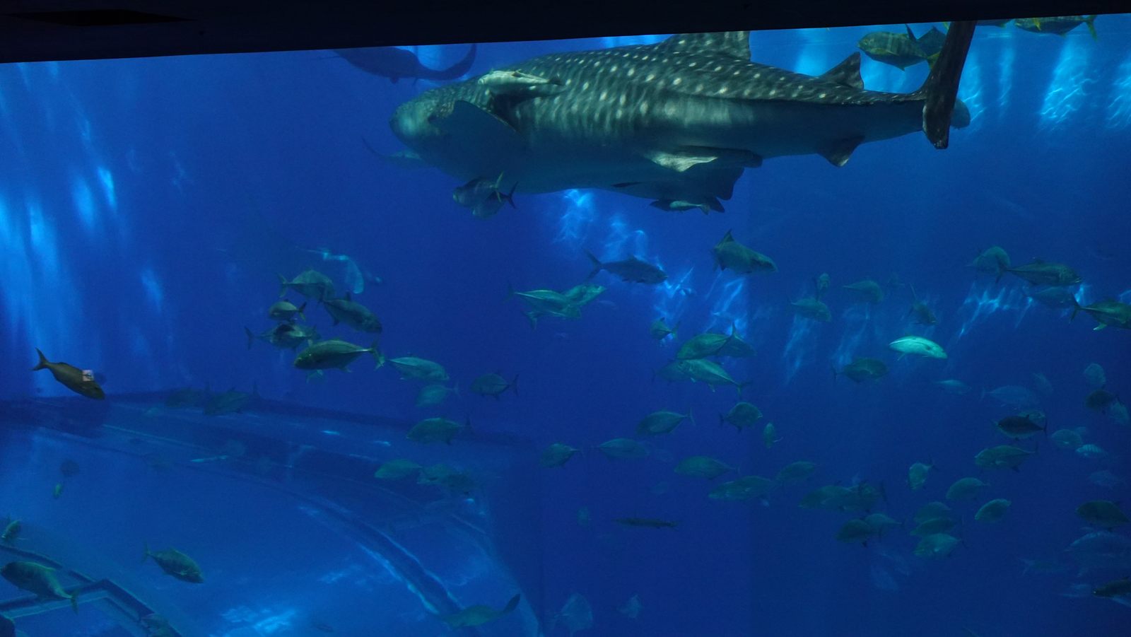 黑潮之海水槽中的鯨鯊與魚群