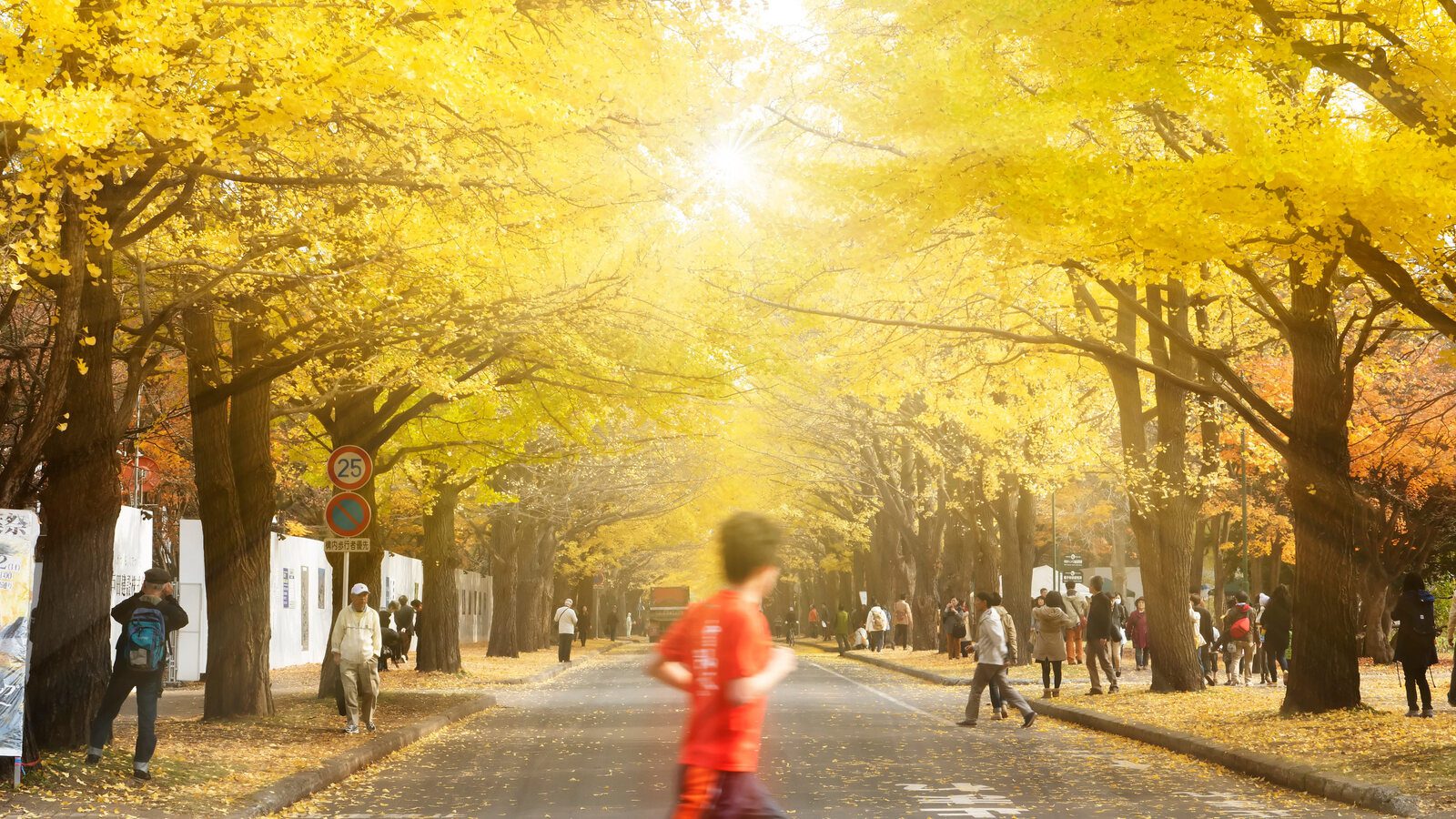 北海道大學金黃銀杏大道秋季景色