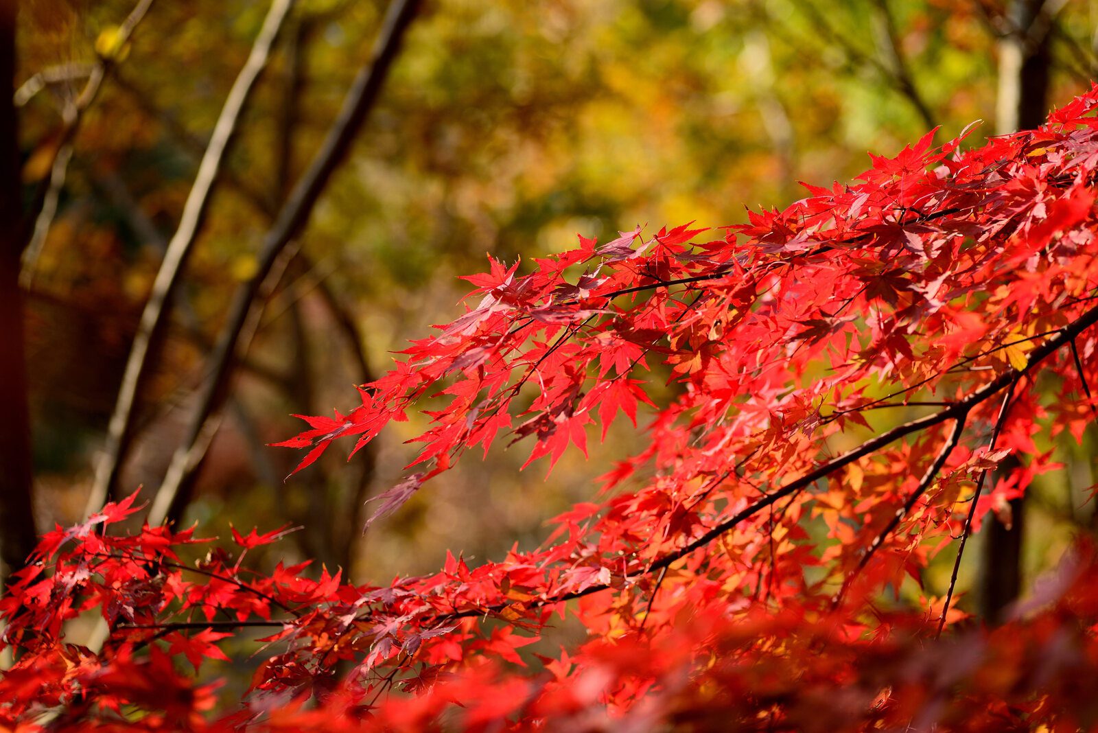 秋日陽光下染紅的日本楓葉特寫