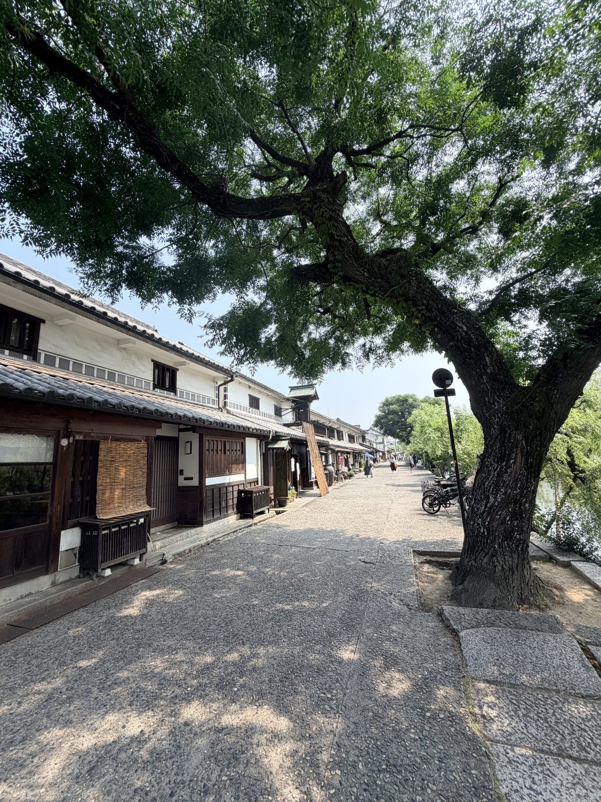 倉敷川沿岸綠意大柳樹與白壁土藏石板道