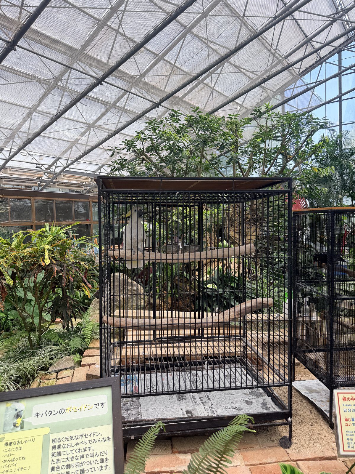 熱帶鳥類區葵花鳳頭鸚鵡 Poseidon 專屬籠舍