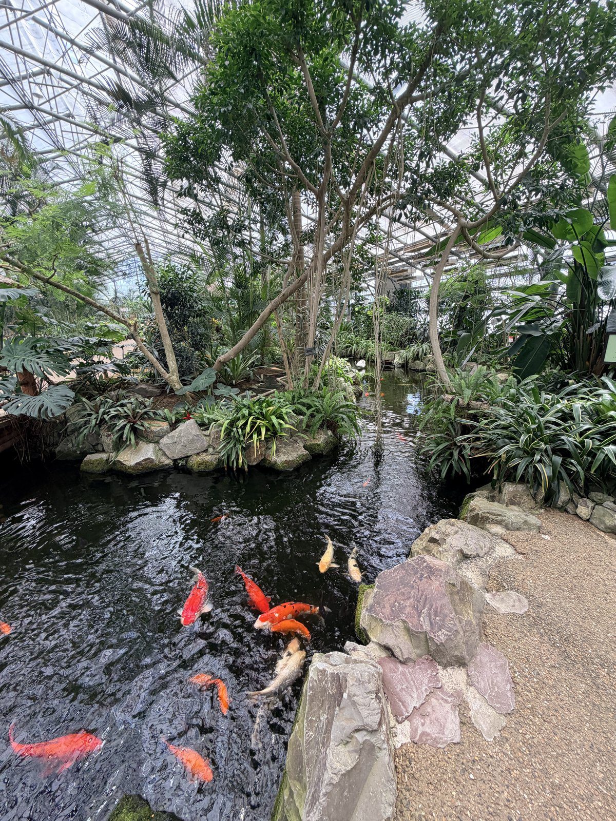 溫室熱帶景觀庭園與錦鯉池